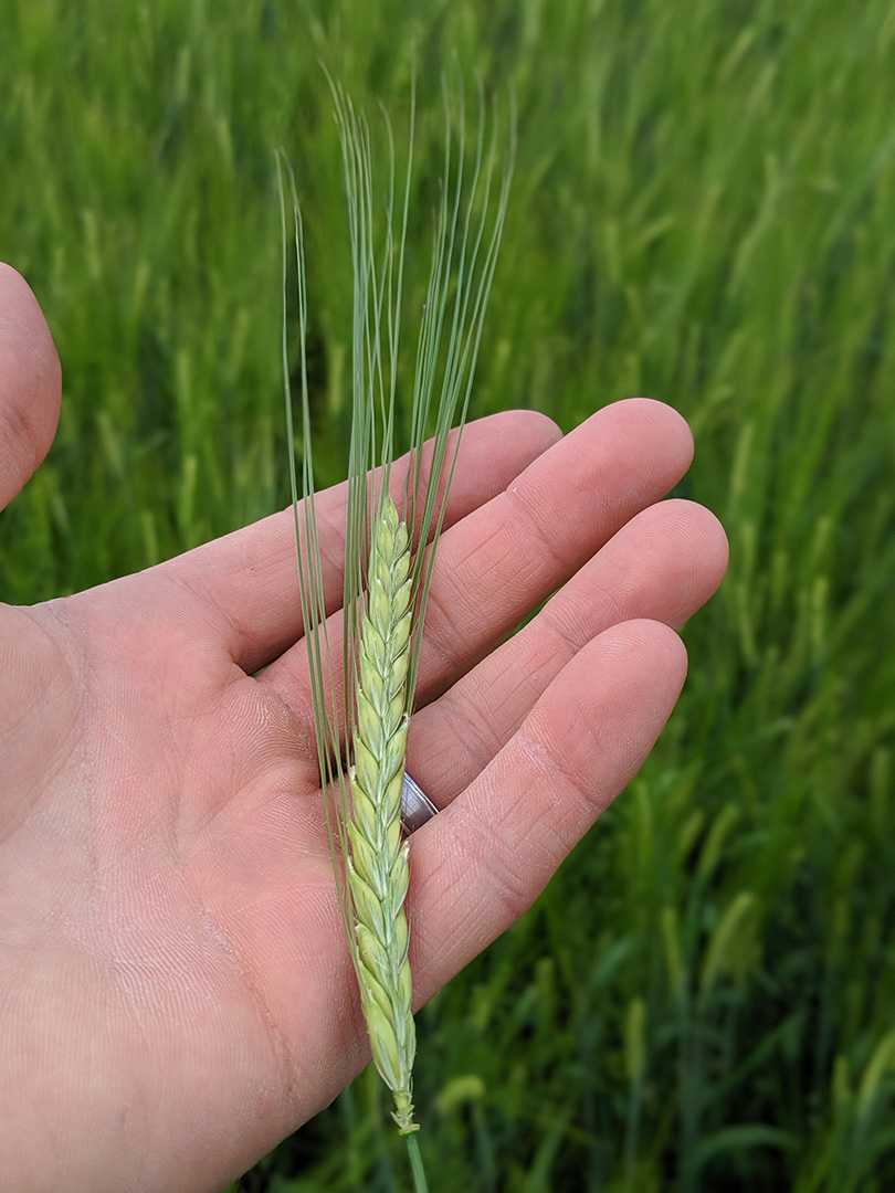 Malting Process & Technology - Stone Path Malt